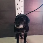 Pies do adopcji, Chełmek, 4 stycznia 2024