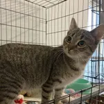 Kot do adopcji, Świdnica, 21 grudnia 2023