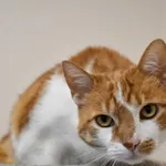 Wchodząc do kociarni można w kącie zobaczyć piękną biało - rudą kotkę. Jest to Rudzia, która ma około 4 lata. Kotka bardzo przeżywa pobyt w schronisku. Chce mieć swoją przestrzeń i zdarza się jej wyry