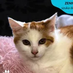 Zeniu