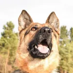 Pies do adopcji, Radom, 9 grudnia 2023