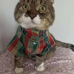 Znaleziono kota, Chojnice, 9 lutego 2024