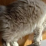 Zaginął kot, Łódź, 11 lutego 2024