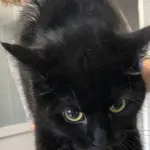 Znaleziono kota, Lublin, 10 lutego 2024