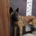 Przyjęty: 2024-02-09 Gmina: Oświęcim Płeć: Pies Opis: Malinois, płowe z czarnym