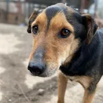 Babuleńka Tedzia szuka tego jedynego domu