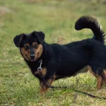 Pies do adopcji, Wysocko Wielkie, 11 lutego 2024