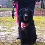 Pies do adopcji, Chełmek, 18 listopada 2023