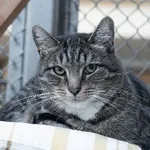 Znaleziono kota, Łódź, 28 listopada 2021