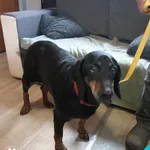 Znaleziono psa, Dąbrówka, 11 lutego 2024