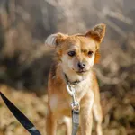 Pies do adopcji, Wysocko Wielkie, 11 lutego 2024