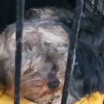 Znaleziono psa, Radom, 11 lutego 2024