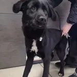 Przyjęty: 2024-02-10 Gmina: Klimontów Płeć: Pies Opis: mieszaniec, czarne z białą krawatką