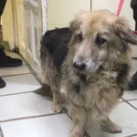 Znaleziono psa, Łódź, 11 lutego 2024