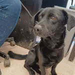 Pies do adopcji, Racławice, 11 lutego 2024