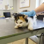 Nr: 57/2024 - Kot z Miłkowice