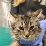 Kot do adopcji, Zielona Góra, 12 lutego 2024