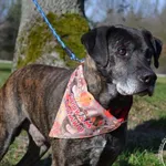 Pies do adopcji, Chełmek, 1 listopada 2023