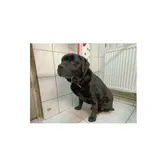 Znaleziono psa, Białystok, 28 stycznia 2024