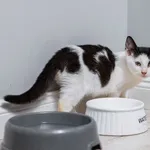 7 miesięczny, wesoły kotek Bryś!