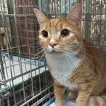 Knurów 616093902522941 europejski rudy z białym kocur K1 14-02-2024