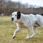 Pies do adopcji, Radom, 28 stycznia 2024