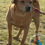 Pies do adopcji, Grudziądz, 14 lutego 2024