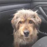 Zaginął pies, Roguszyn, 15 lutego 2024