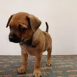 Pies do adopcji, Ropczyce, 12 lutego 2024