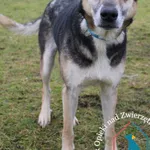 Pies do adopcji, Grudziądz, 9 lutego 2024