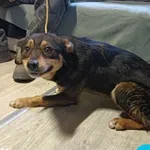 Znaleziono psa, Dąbrówka, 11 lutego 2024