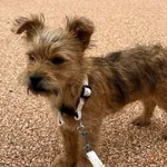 Zaginął pies, Wrocław, 15 lutego 2024