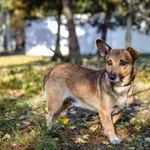 Pies do adopcji, Radom, 28 stycznia 2024