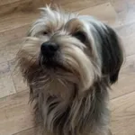 Zaginął pies, Łódź, 14 lutego 2024