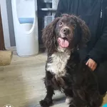 Znaleziono psa, Dąbrówka, 11 lutego 2024