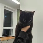 Znaleziono kota, Grudziądz, 15 lutego 2024