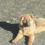 Oddam psa, Stachura, 15 lutego 2024