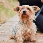 Znaleziono psa, Sosnowiec, 11 lutego 2024