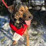 Pies do adopcji, Starogard Gdański, 8 listopada 2022