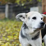 Pies do adopcji, Starogard Gdański, 31 grudnia 2021