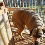 Pies do adopcji, Orzechowce, 5 sierpnia 2023