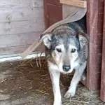 Pies do adopcji, Orzechowce, 5 sierpnia 2023