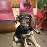 Znaleziono psa, Młodolino, 13 lutego 2024