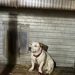 Pies odnaleziony w dniu 15.02.2024 r. przy ul. Wrocławskiej.