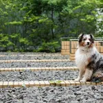 Zaginął pies, Tomiszewo, 16 lutego 2024