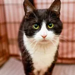 Kot do adopcji, Elbląg, 3 lutego 2024