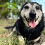 Huzar (gm. Sadlinki)