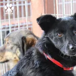 Fiesta (gm. Kwidzyn)