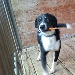 Pies do adopcji, Orzechowce, 1 lutego 2024