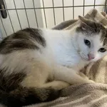 Kot do adopcji, Kielce, 16 lutego 2024